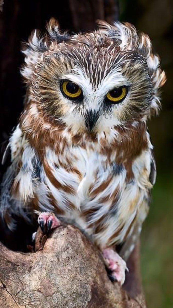 Совенок Филина