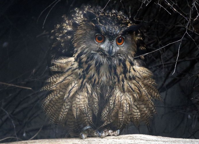 Филин в дупле