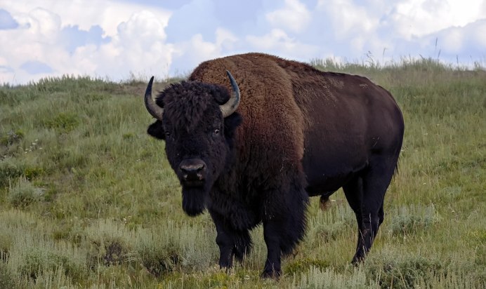Buffalo Buffalo Buffalo Buffalo Buffalo