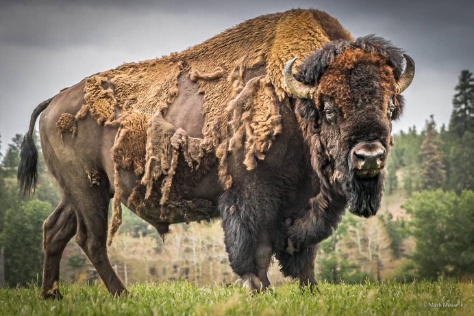 ЗУБР Bison bonasus