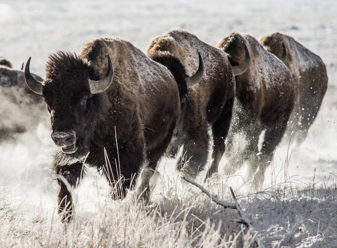 Бизон (Bison Bison)