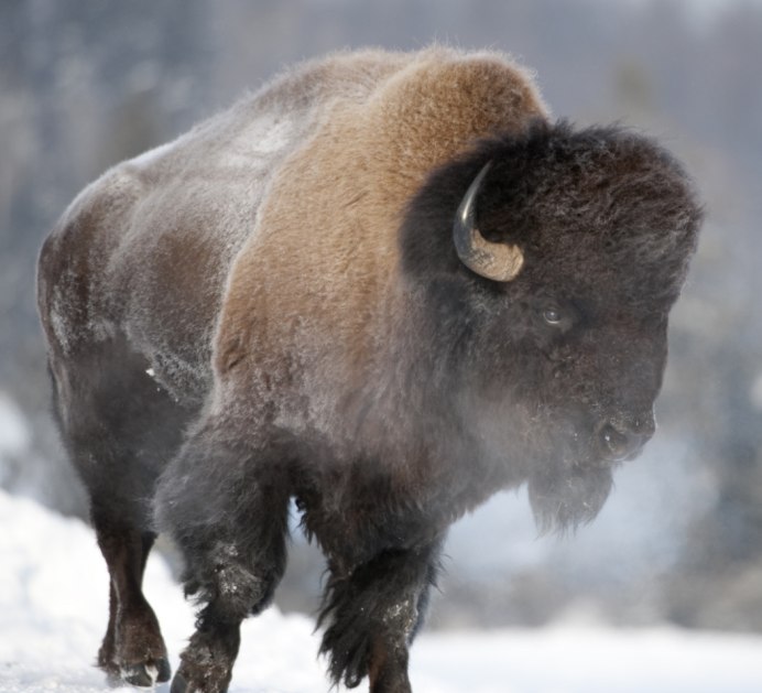 Степной Бизон Bison Priscus