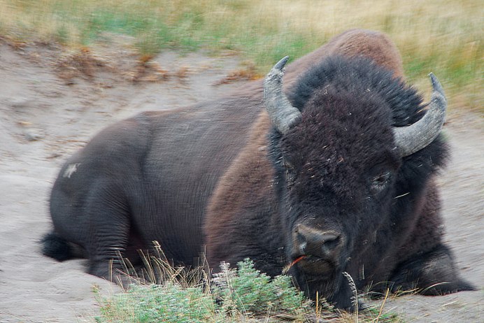 Бизон (Bison Bison)