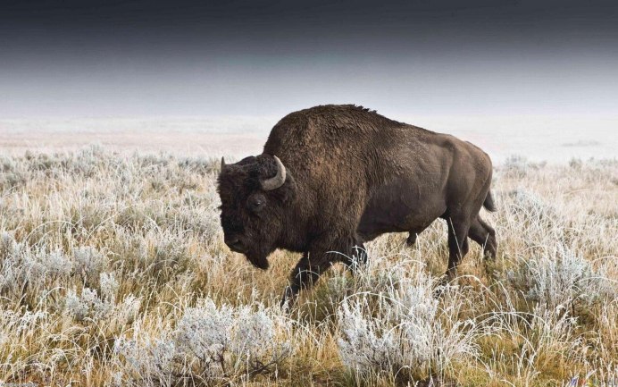 Бизон - Buffalo