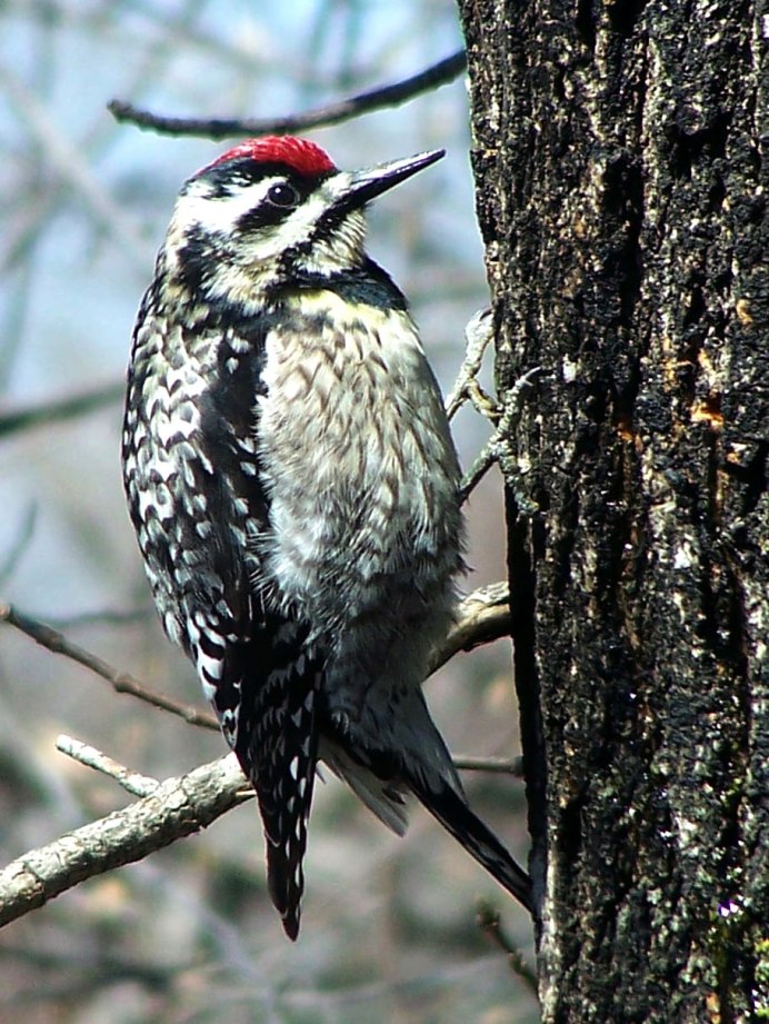 Picus squamatus