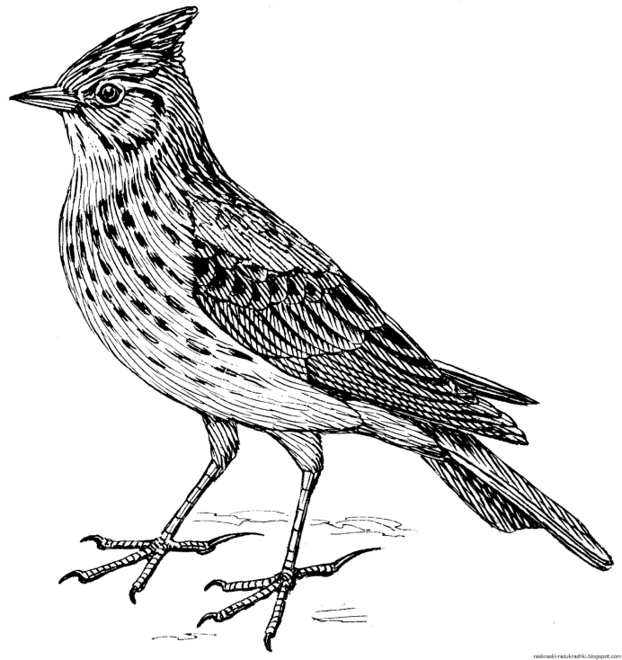 Melanocorypha bimaculata