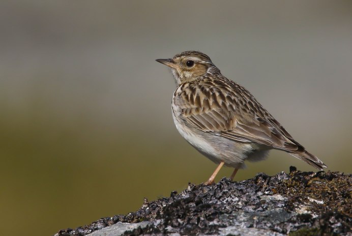 Лесной Жаворонок (Lullula Arborea)