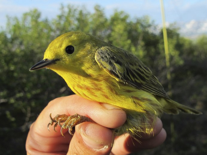Yellow Warbler птица
