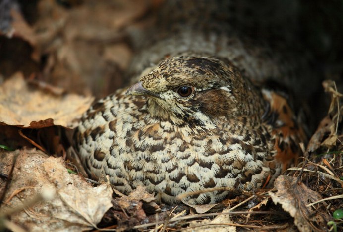 Птенец рябчика