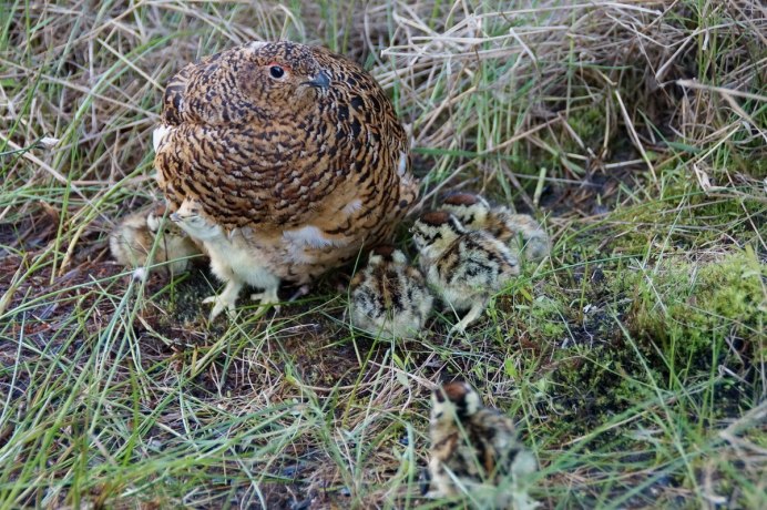 Птенец рябчика