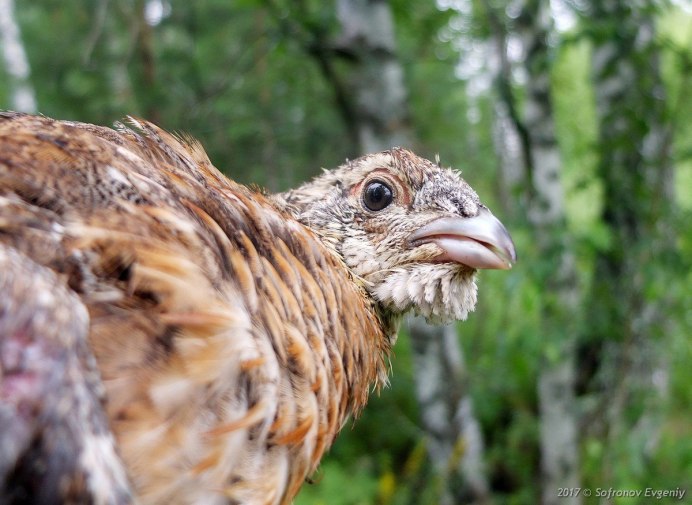 Глухарь и глухарята