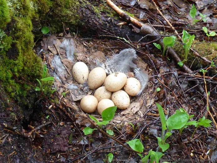 Охота на глухарей Туруханский район