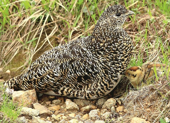 Рябчик токующий самец