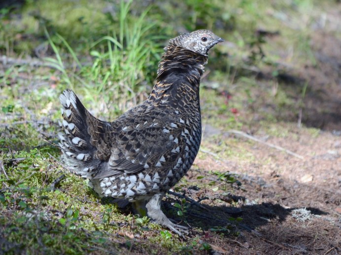 Глухарка на гнезде