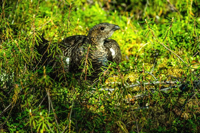 Чернобрюхий Глухарь Tetrao urogallus Major