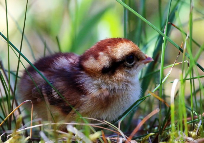 Тетерев-Косач самка