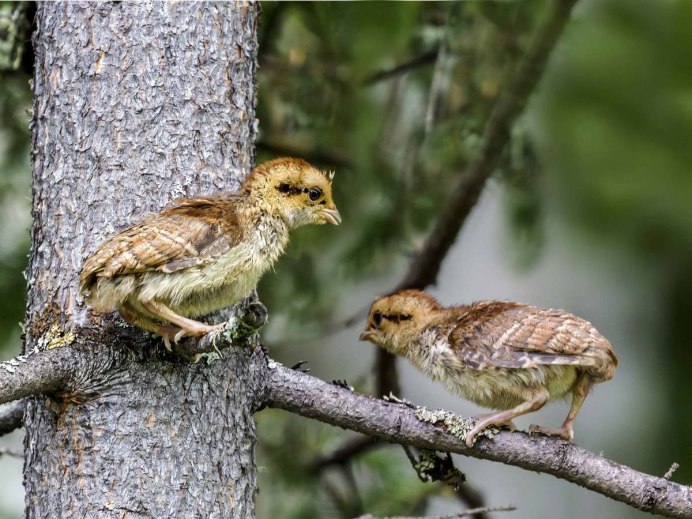 Рябчик птенцовая птица