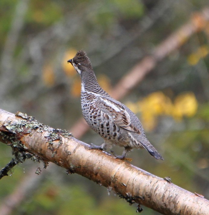 Птица — воротничковый рябчик