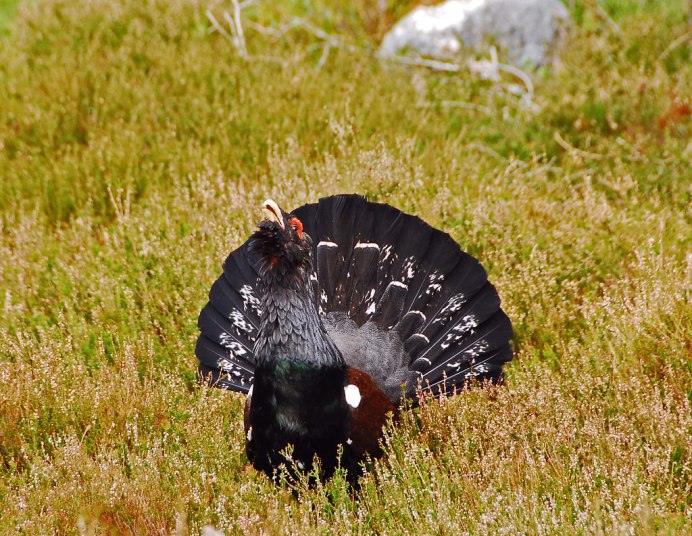 Гнездо птицы глухаря