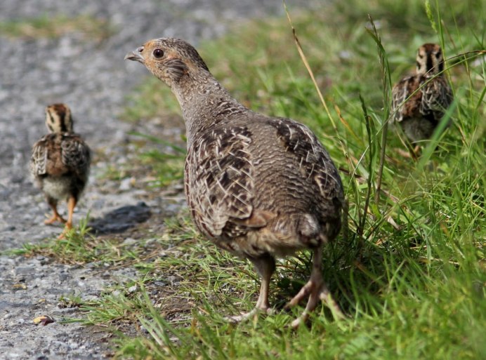 Птенцы глухаря Возраст три недели фото