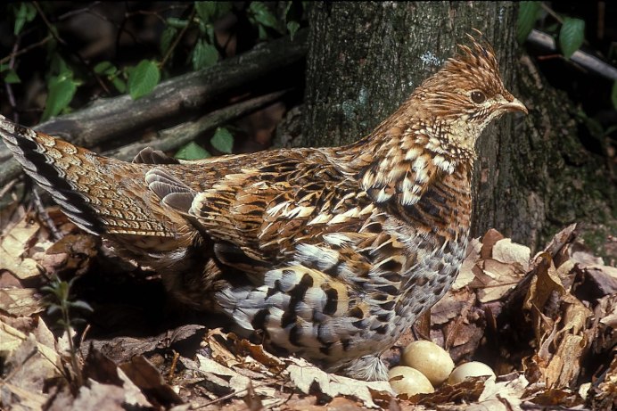 Ruffed Grouse птица