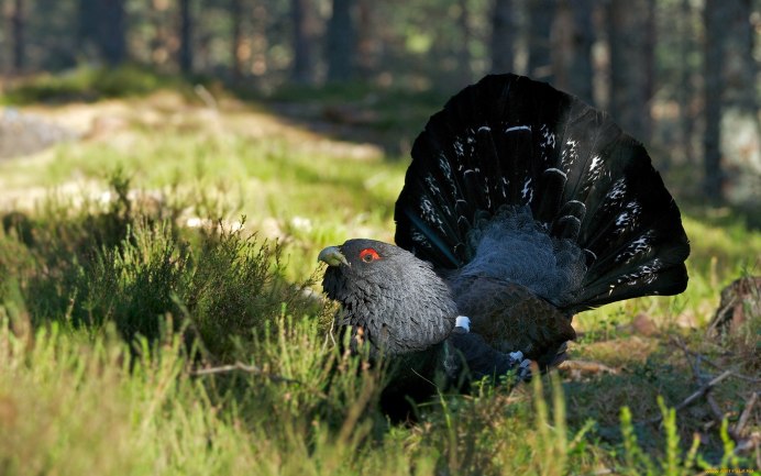 Птенец дикой куропатки
