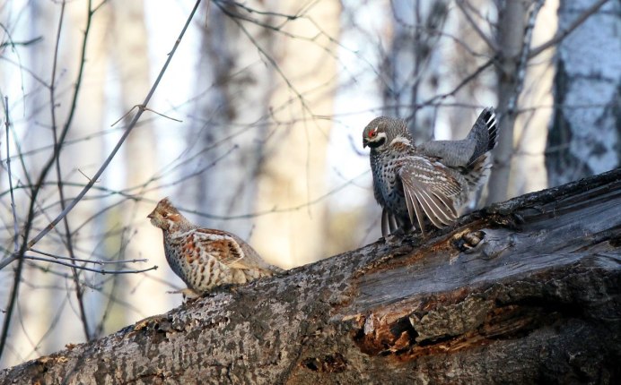 Гнездо куропатки