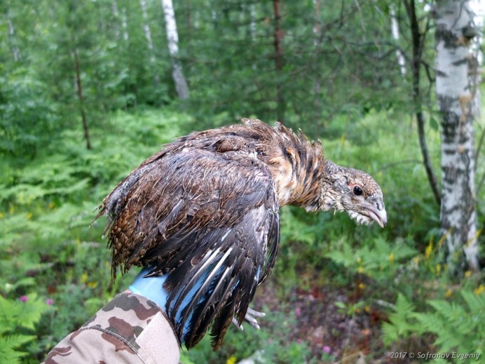 Птенцы тетерева