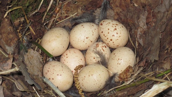 Птица — воротничковый рябчик