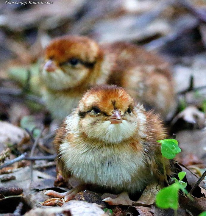 Гнездо Глухарь Капалуха