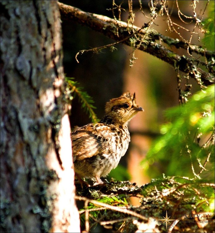 Тетерев самка с птенцами