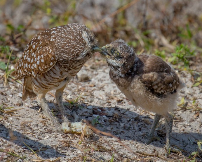 Птенец рябчика