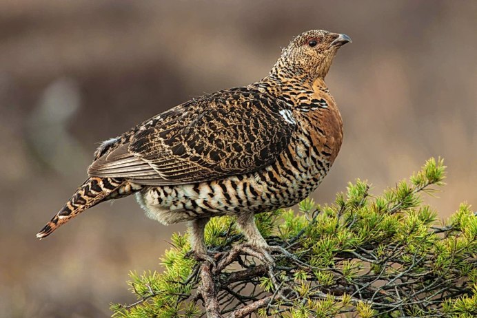 Серая куропатка с птенцами