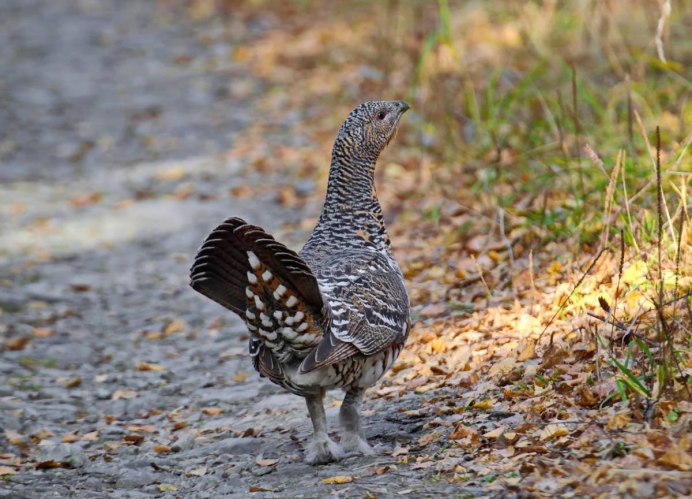 Куропёрый тетерев