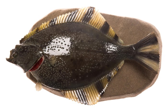Halibut рыба