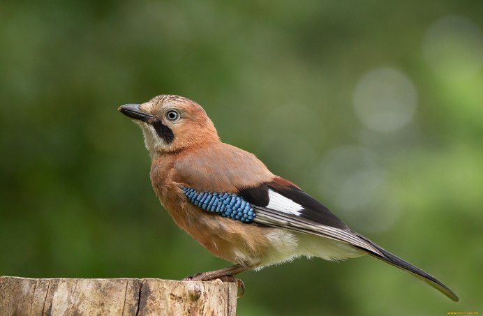 Сойка garrulus glandarius