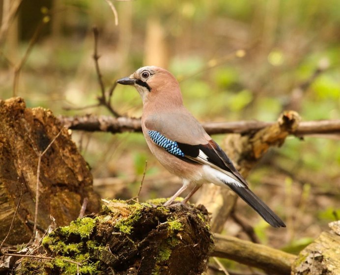 Garrulus glandarius