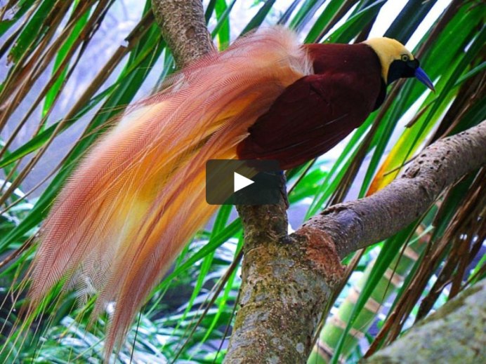 Длиннохвостый Ткач