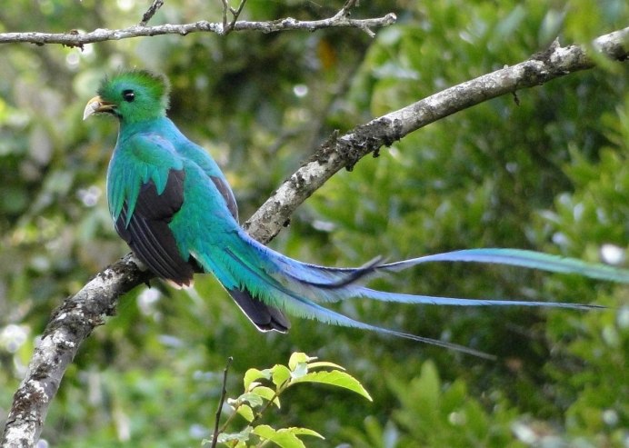 Лоддигезия ракетохвостый Колибри