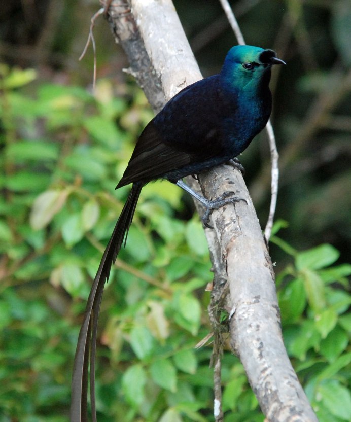 Королевская Райская птица Вилсона