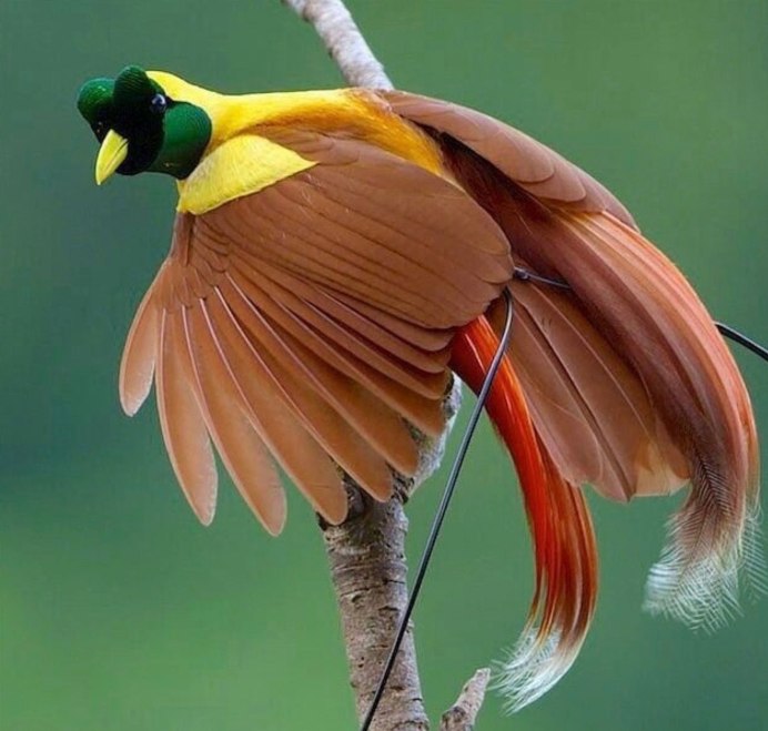 Перья райской птицы