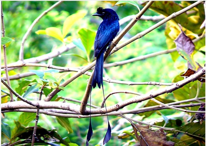 Реггианова Райская птица