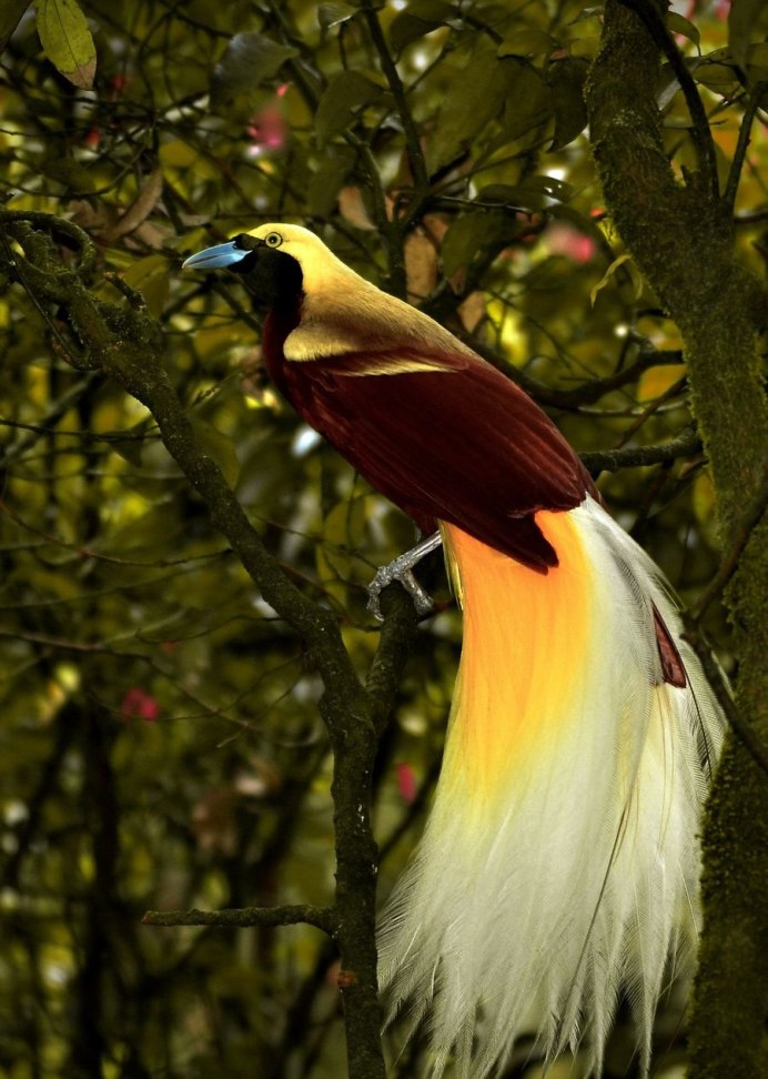 Птицы необыкновенной красоты