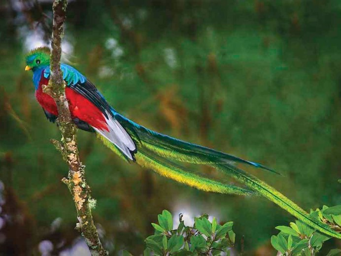 Реггианова Райская птица