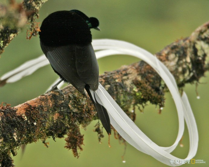 Лентохвостая Астрапия