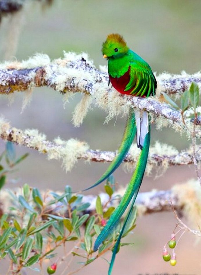 Реггианова Райская птица