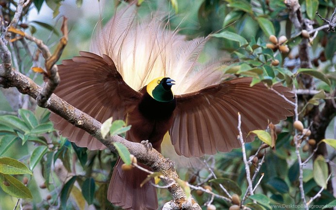 Лоддигезия ракетохвостый Колибри