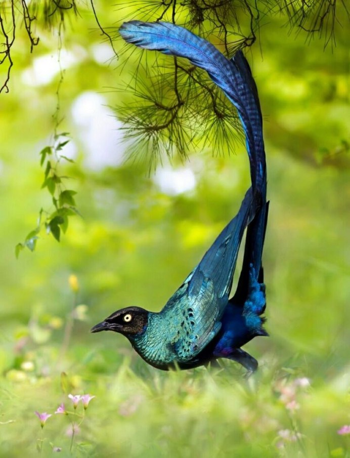 Птица Доминиканская вдовушка