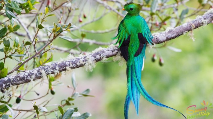 Квезаль птица