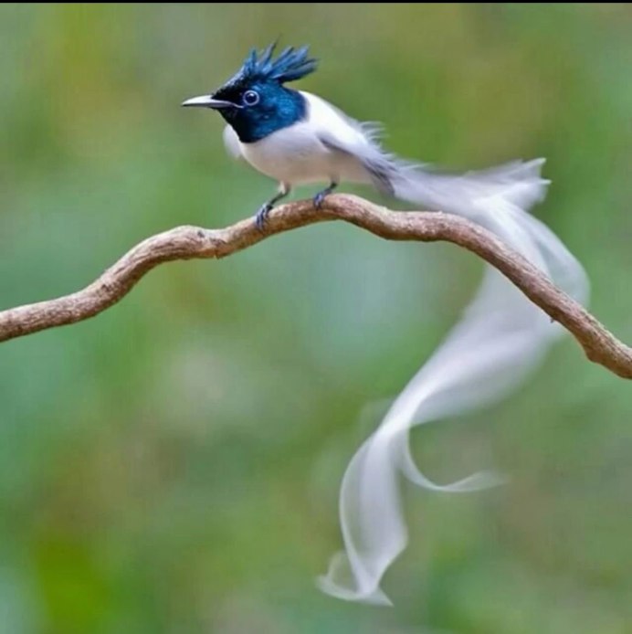 Райская птица в джунглях